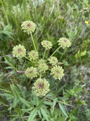 Angelica pinnata