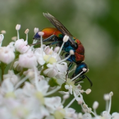 Chrysis viridula