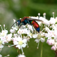 Chrysis viridula