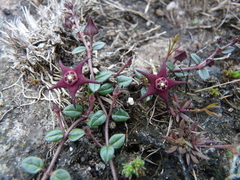 Brachystelma bruceae