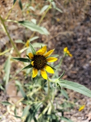 Helianthus exilis