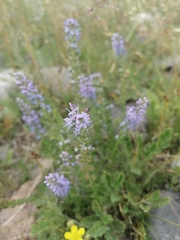 Veronica pinnata