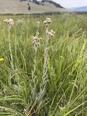 Antennaria pulcherrima