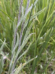 Antennaria pulcherrima