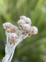 Antennaria pulcherrima