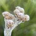 Antennaria pulcherrima - Photo (c) Matt Berger, algunos derechos reservados (CC BY), subido por Matt Berger