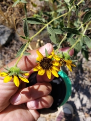 Helianthus exilis