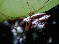 Epidaus validispinus