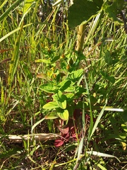 Hypericum kamtschaticum