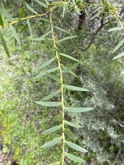 Acacia cochlearis