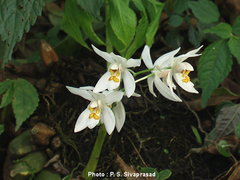 Coelogyne corymbosa