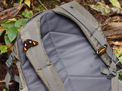 Heliconius clysonymus