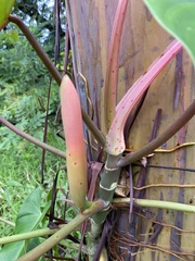 Philodendron erubescens