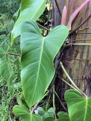 Philodendron erubescens