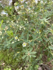 Phyllanthus calycinus