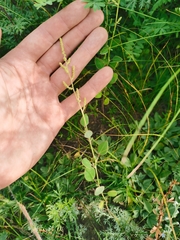 Chenopodium acuminatum