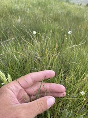 Muhlenbergia filiformis