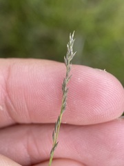 Muhlenbergia filiformis