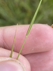 Muhlenbergia filiformis