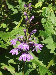 Lobelia sessilifolia