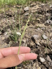 Nuttall's Saltmarsh-grass (Puccinellia nuttalliana)