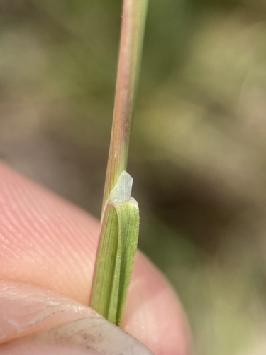 Image of Puccinellia nuttalliana by (c) Matt Berger, some rights reserved (CC BY)