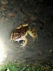 Limnonectes gyldenstolpei