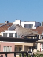 Streptopelia decaocto