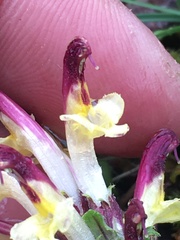 Pedicularis flammea