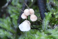 Marasmius alveolaris