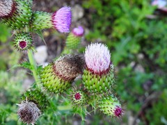 Cirsium mexicanum