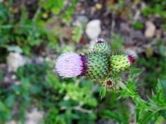 Cirsium mexicanum