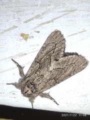 Noctuidae