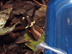 Heliconius clysonymus