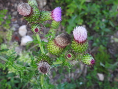 Cirsium mexicanum