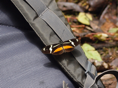 Heliconius clysonymus