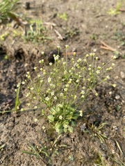 Androsace filiformis