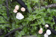 Marasmius alveolaris