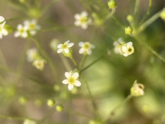 Androsace filiformis