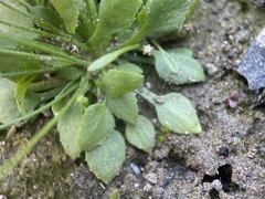 Androsace filiformis