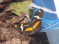 Heliconius clysonymus