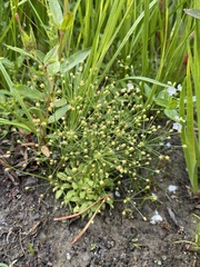 Androsace filiformis