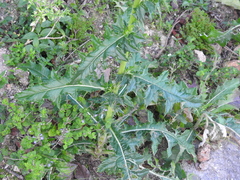 Cirsium mexicanum