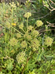 Angelica pinnata