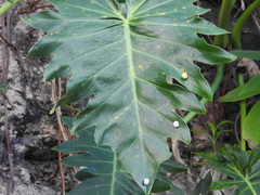 Philodendreae