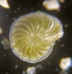 Elphidium fax