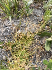 Androsace filiformis