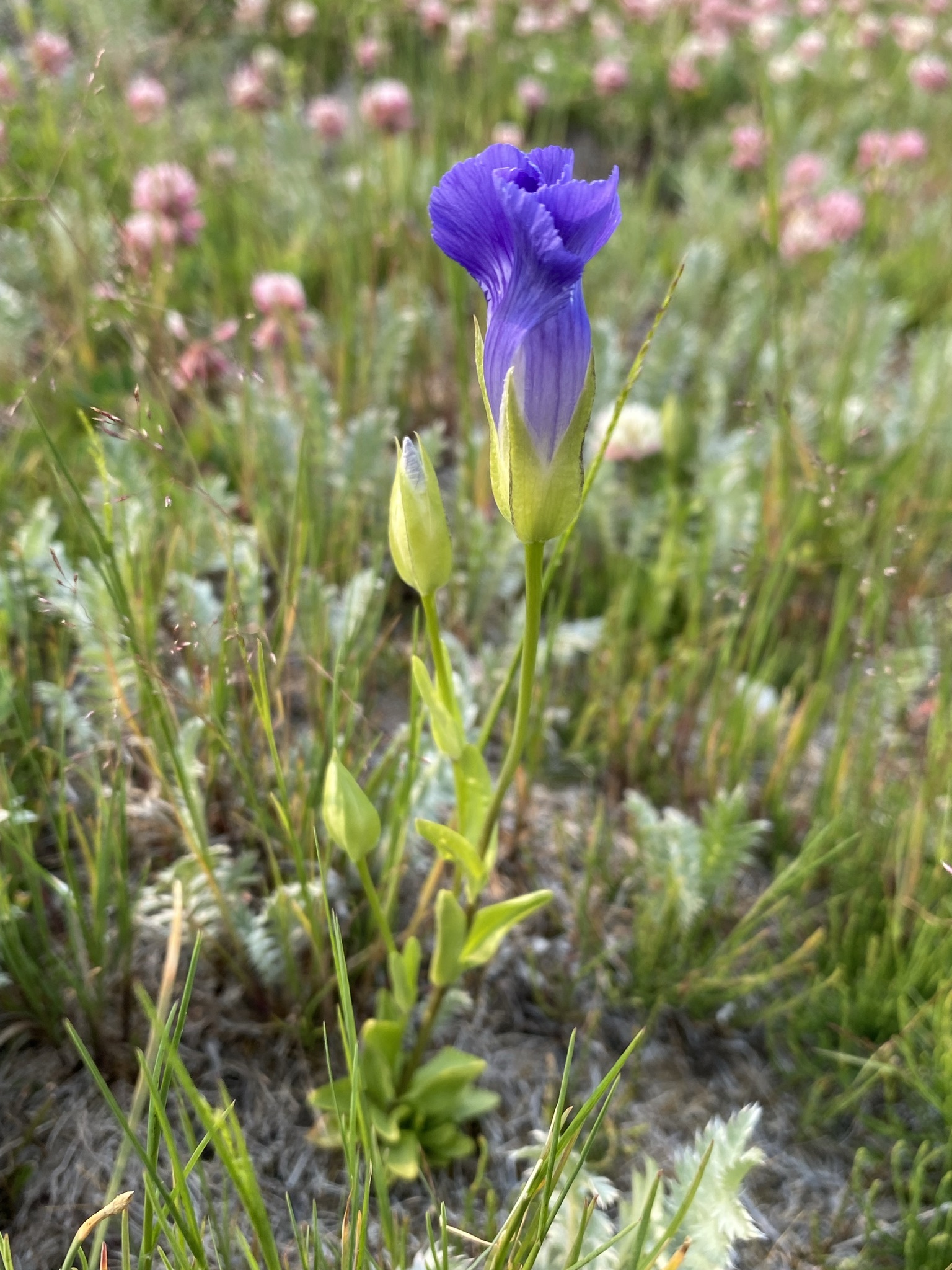 Gentianopsis thermalis