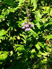 Lobelia sessilifolia