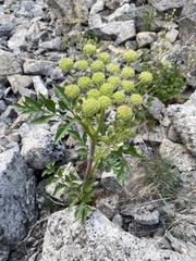 Angelica roseana